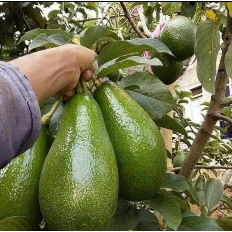 alpukat aligator jumbo