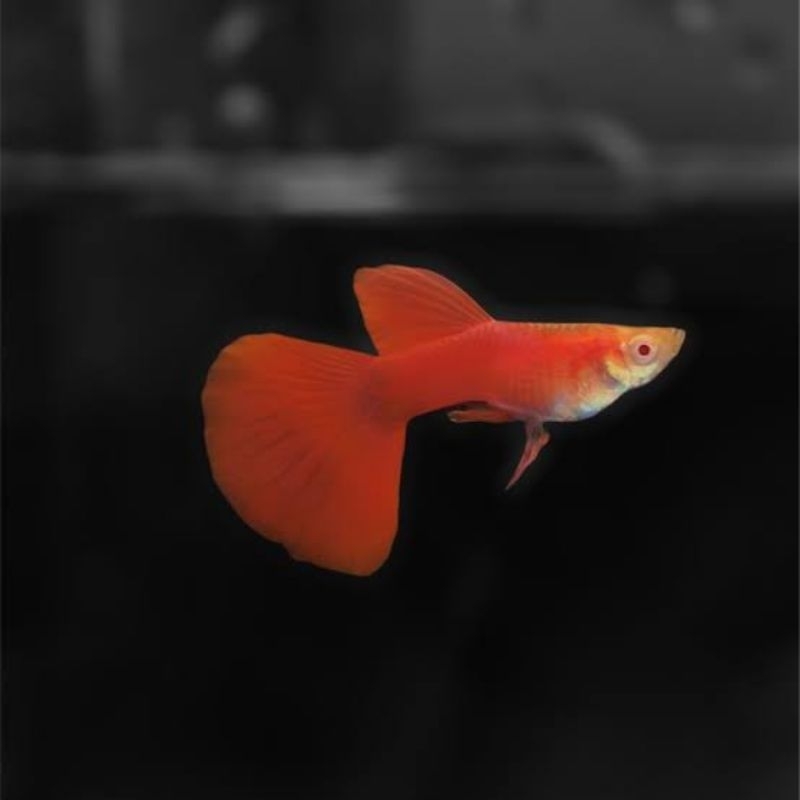 sepasang Guppy Prtde , afr