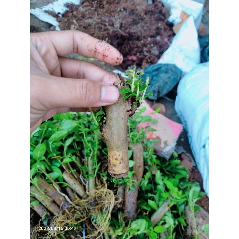 stek sancang bahan bonsai