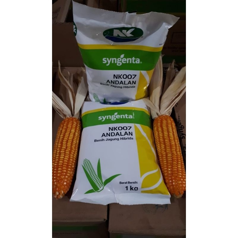 Benih Jagung NK Andalan NK007 bibit jagung syngenta