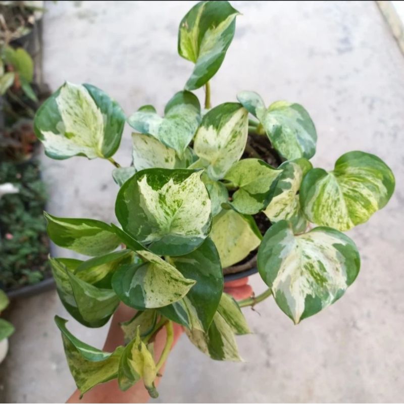 Tanaman Hias Epipremnum Manjula / Sirih Manjula / Manjula pothos