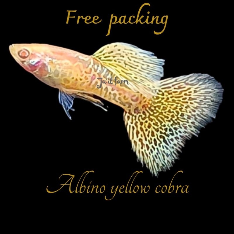 GUPPY ALBINO YELLOW COBRA