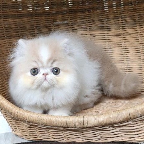 kitten persia peaknose jantan non ped ( PO )