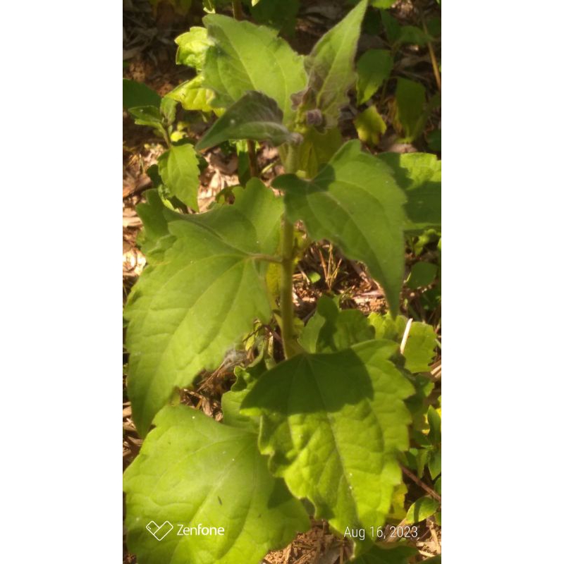 

Daun kirinyuh -daun kopasanda-daun balakacida segar perlembar
