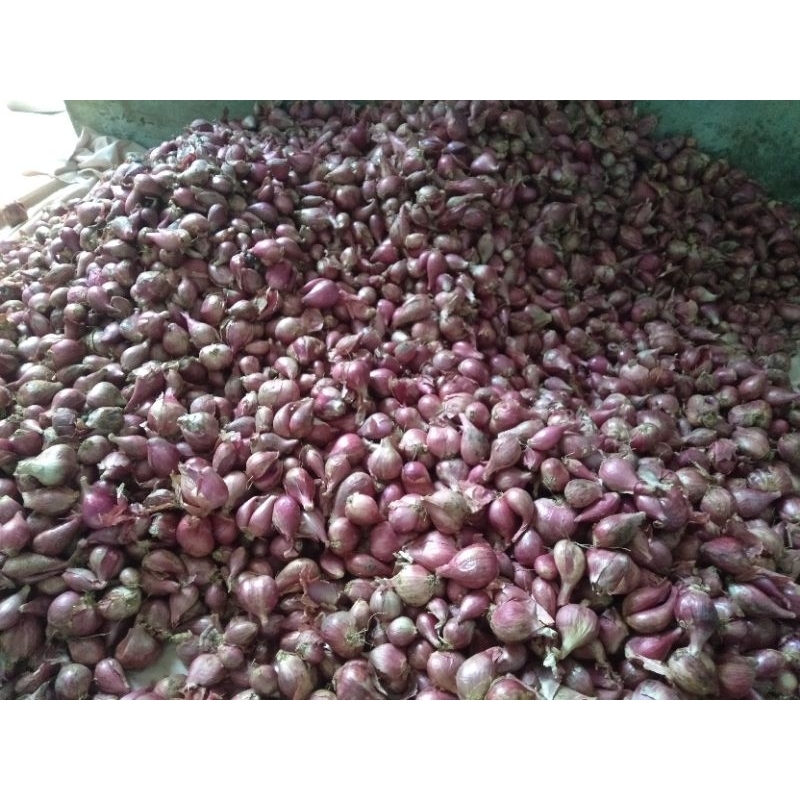 

bawang merah Brebes asli kualitas bagus 500 grm