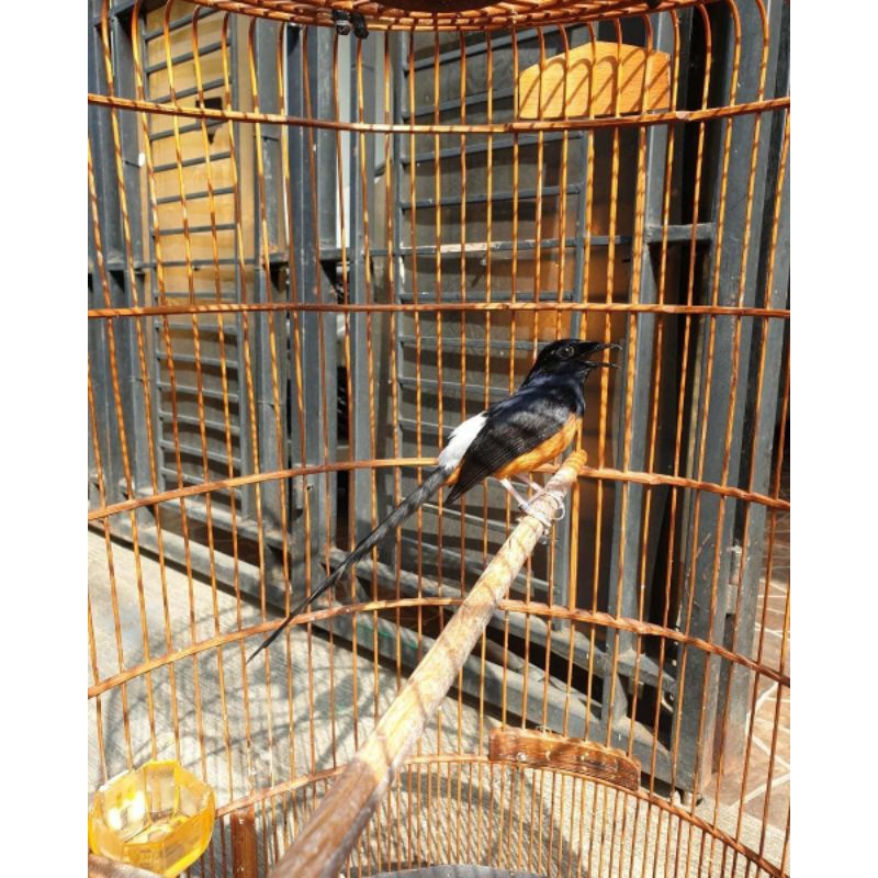 murai batu medan gacor gantangan murah jantan gacoran burung jadi