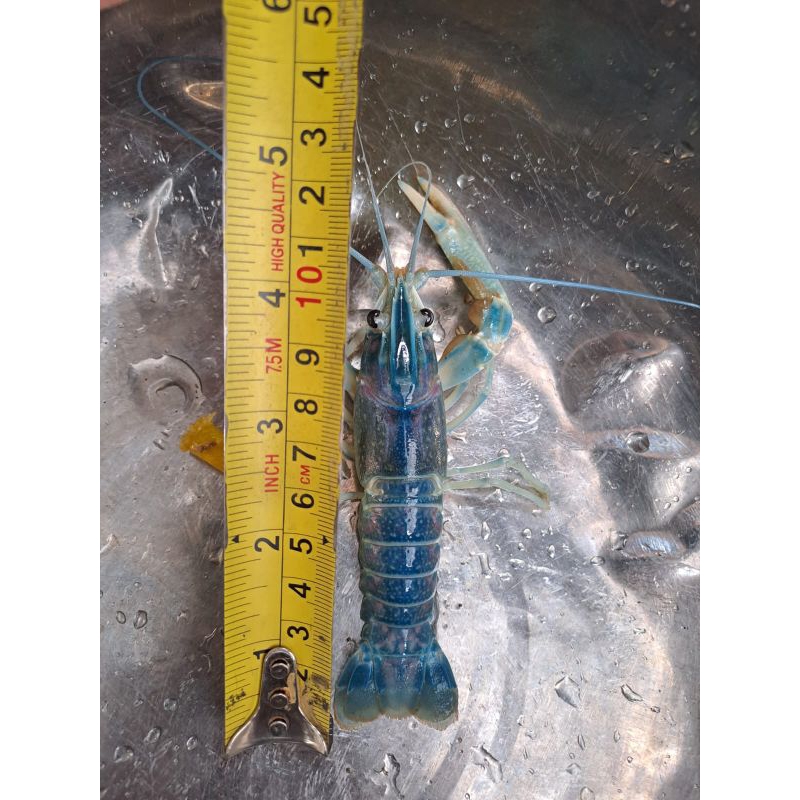 

lobster air tawar 4 inch