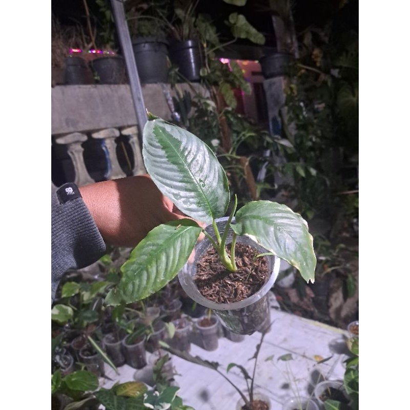 siama hendriki sp kalimantan