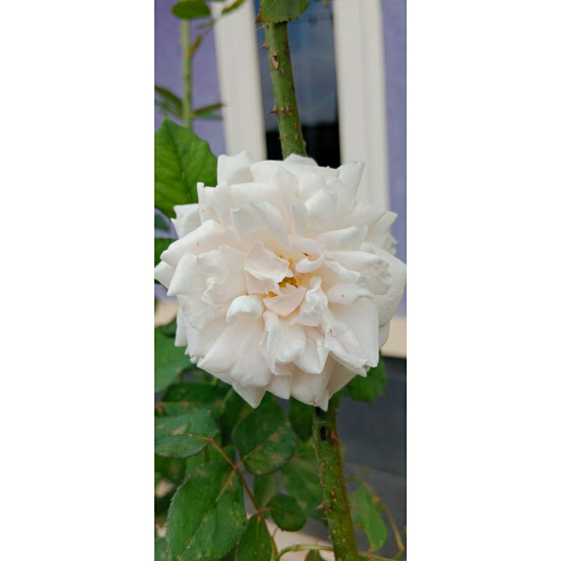 Mawar putih kampung/kampung putih