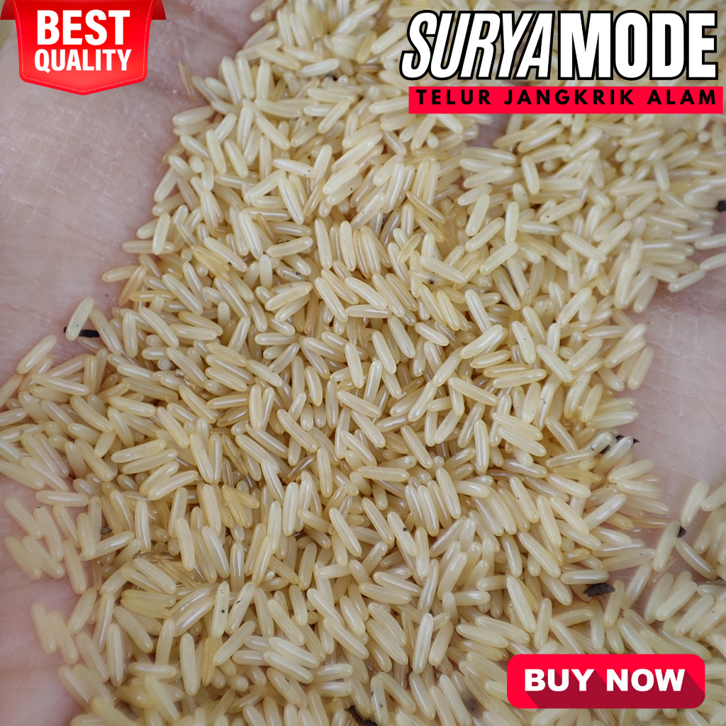 Telur Jangkrik alam Telur Jangkrik Cliring Kemasan 500 GRAM