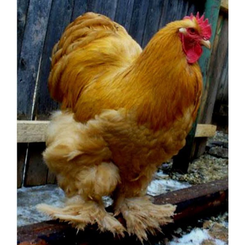 

telur ayam hias giand chocin untuk di tetaskan