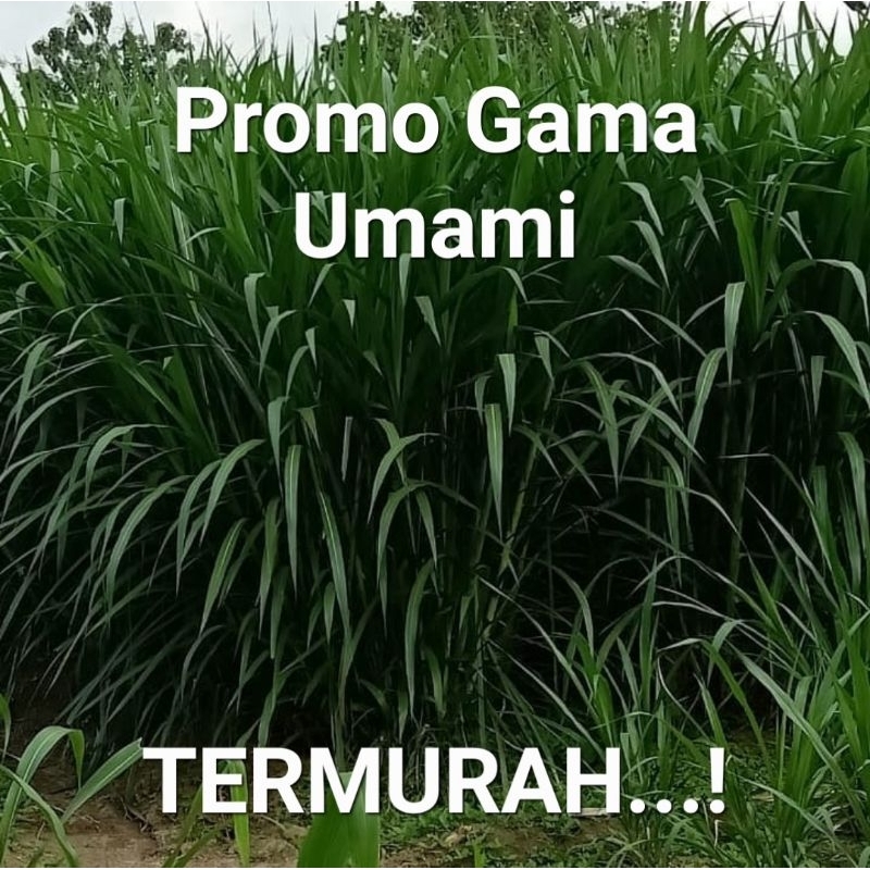 Bibit Rumput Gama Umami Asli