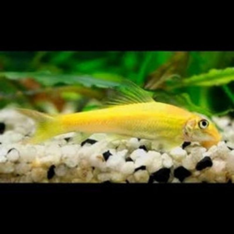 

√ jual cae aIga eater golden