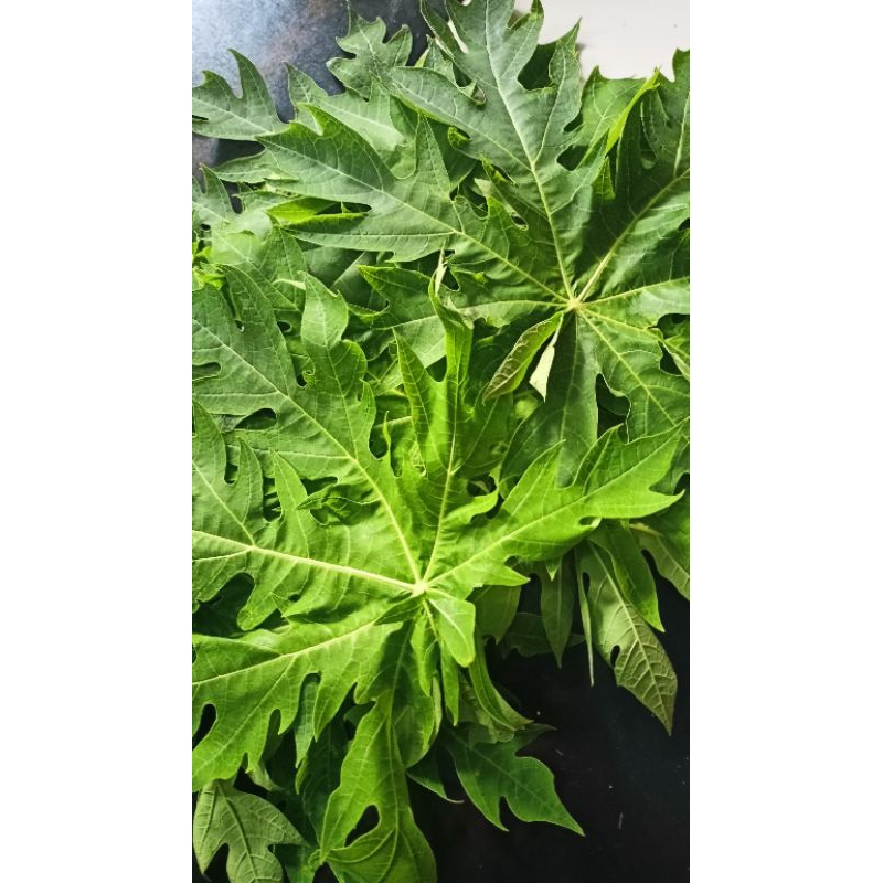 daun pepaya 10 lembar ecoprint/bahan ecoprint