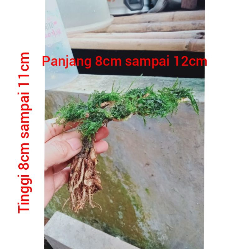 bonsai mini miring aquascape MOS piacok