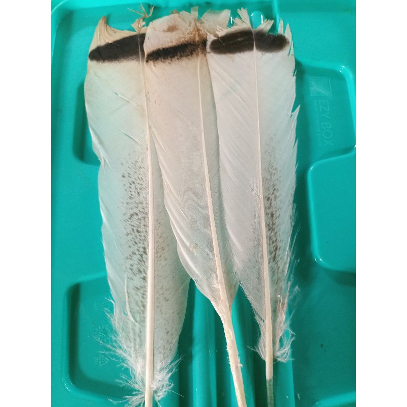 Bulu burung untuk Mandau Asli Bulu burung untuk aksesoris Mandau