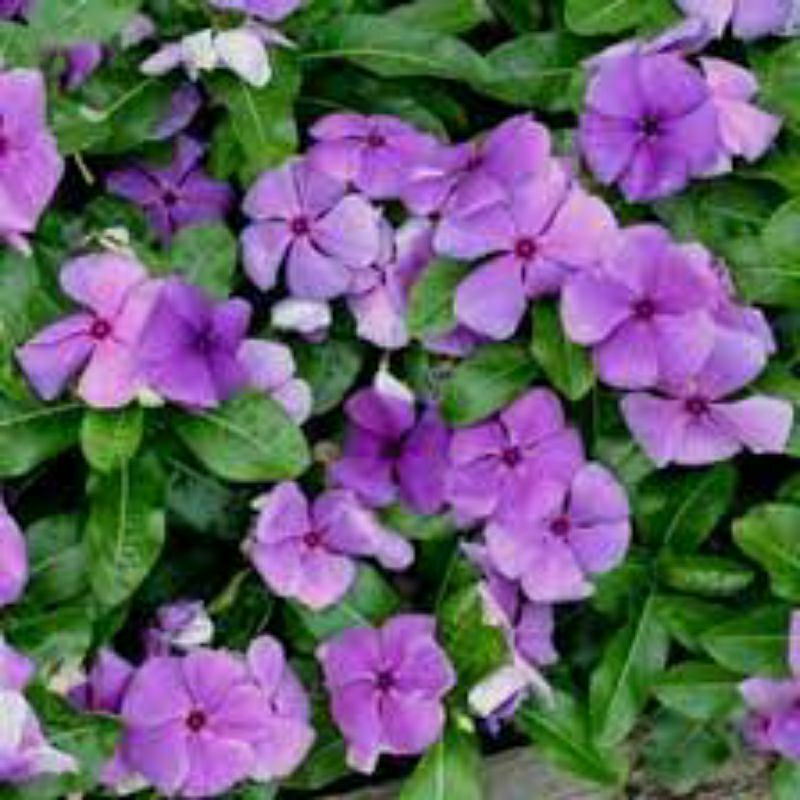 2 Biji Bibit Tapak Dara Vinca Free Umbi Bunga Sedap Malam