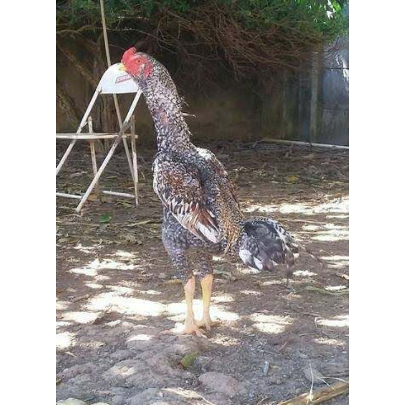 

telur ayam gordzilla f1 untuk di tetaskan