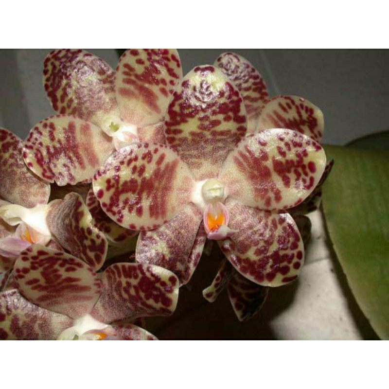 Botolan Phalaenopsis gigantea