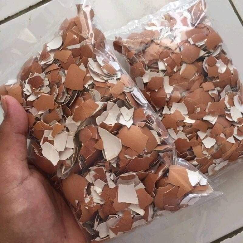 

cangkang telur