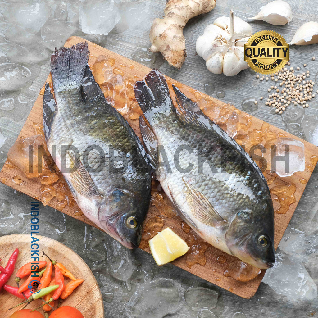 Ikan Nila - Ikan Nila Fresh Bersih -  Fresh Tilapia Fish Premium