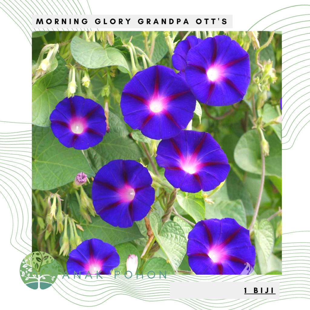 Benih Bibit Biji - Bunga Morning Glory Grandpa Ott's Flower Seeds - IMPORT