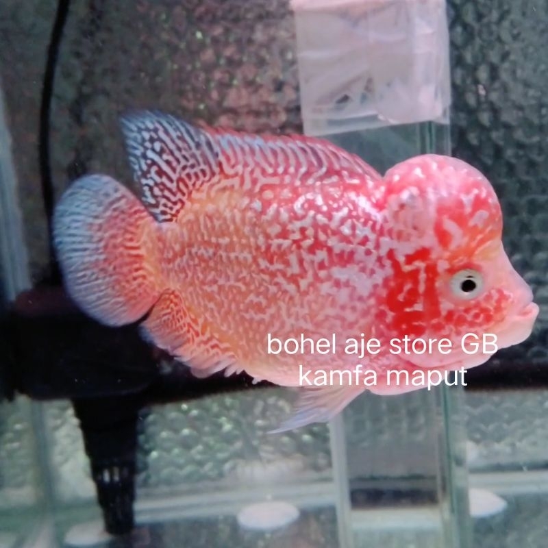 BURAYAK GB KAMFA / CENCU NEW GEN GRADE MURAH PROMO