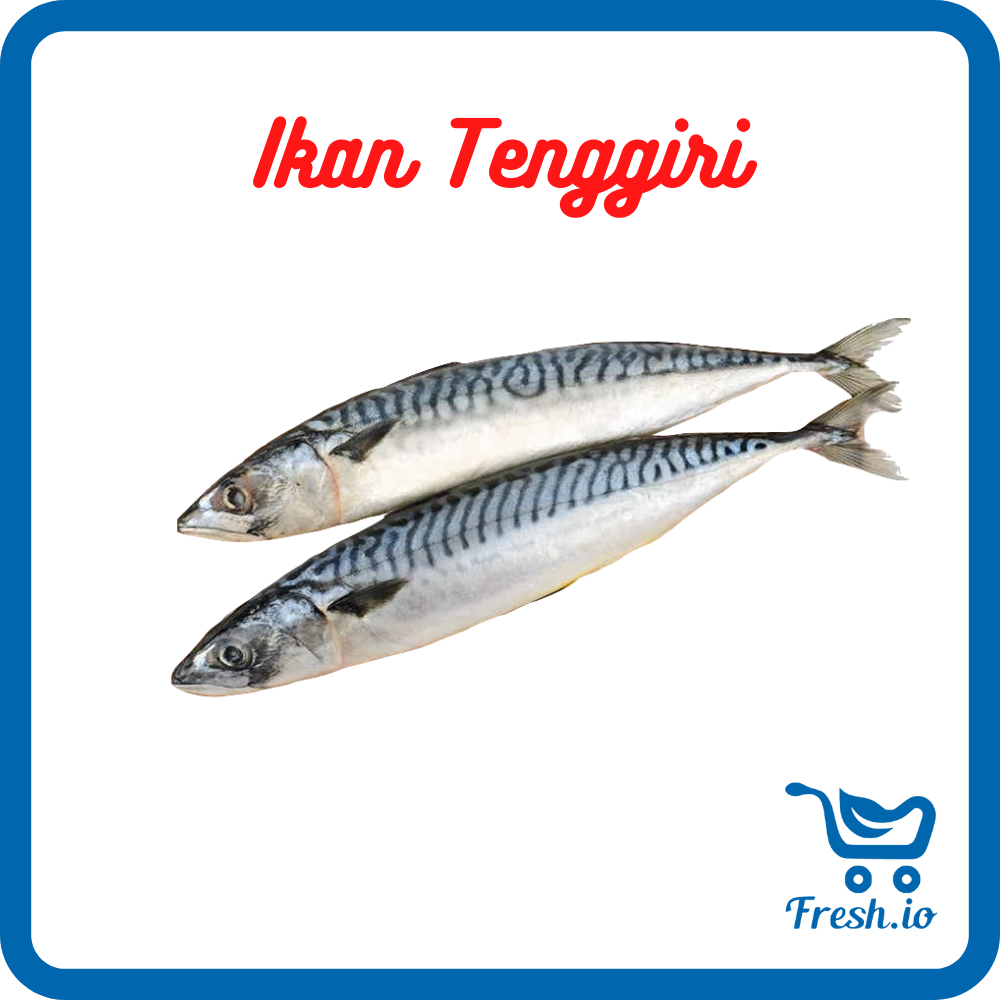 

Ikan Tenggiri