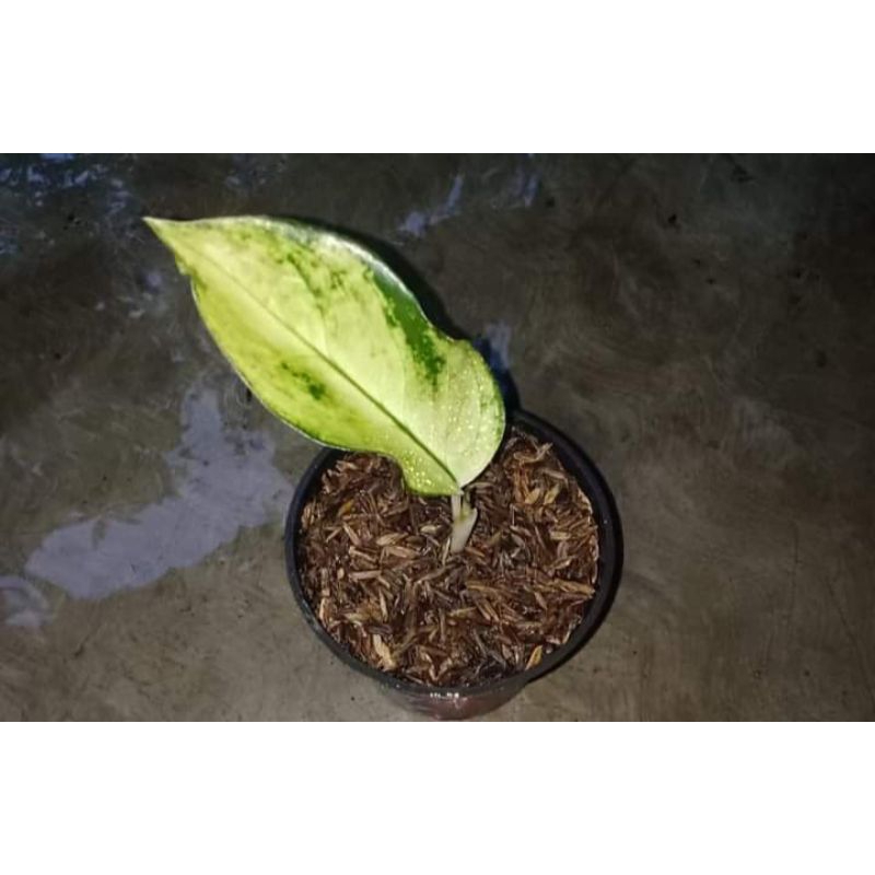 aglaonema kochin sunrise