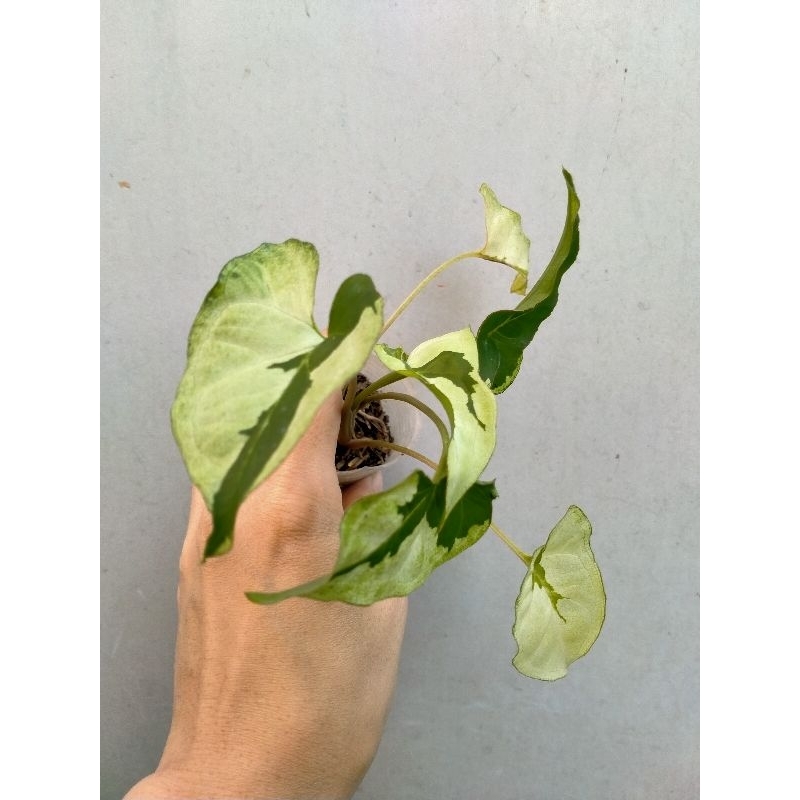 Syngonium Singonium Green Beauty / Pandan Twister kode Satu