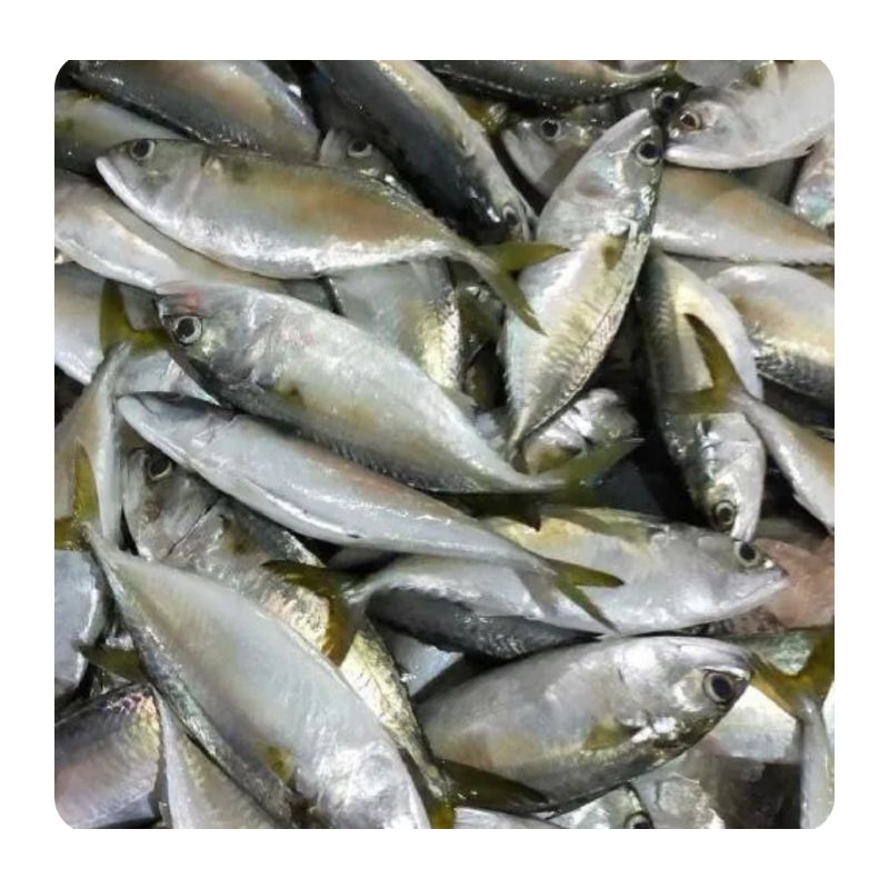 

ikan gembung aso 500gr