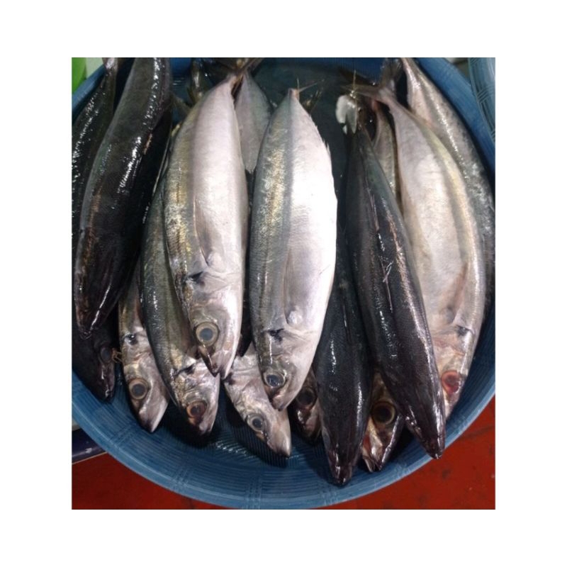

ikan dencis lungun 500gr