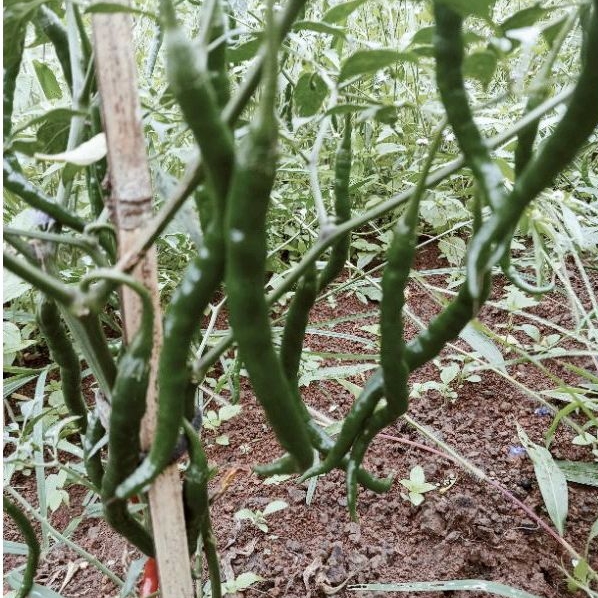 

cabe kriting hijau segar petik langsung saat order per 1kg