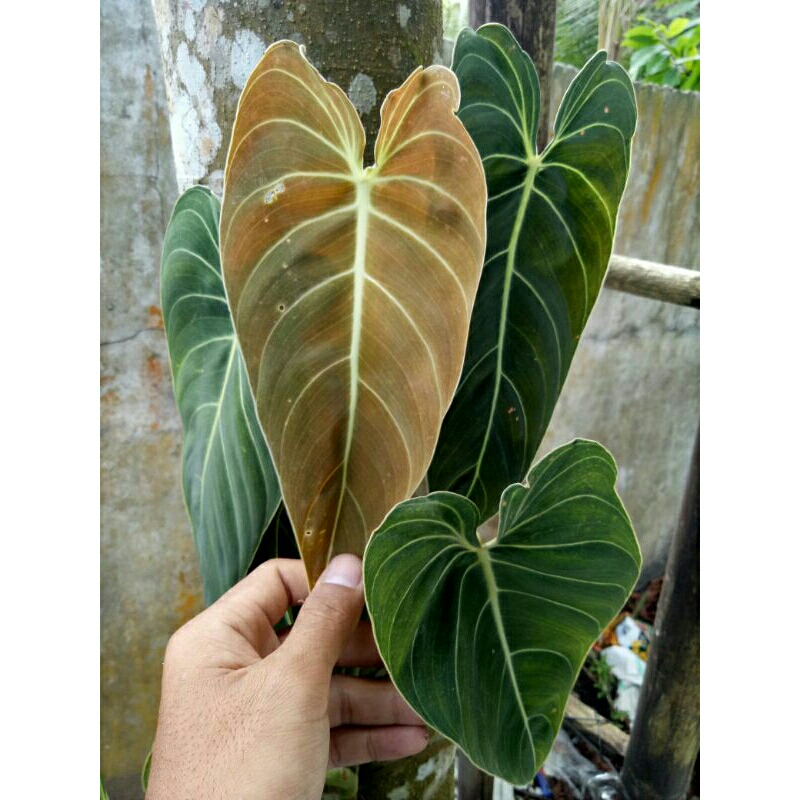 Philodendron Melanochrysum
