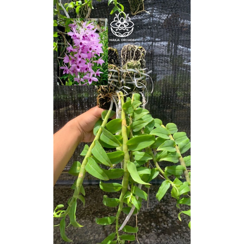 Dendrobium Anosmum Gigantea