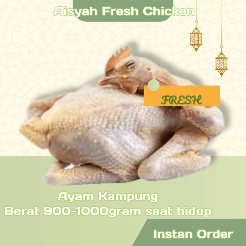 

ayam kampung asli fresh segar harga terjangkau