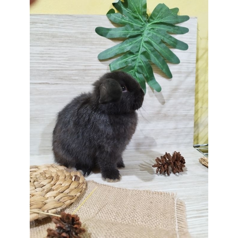 kelinci holland lop jantan