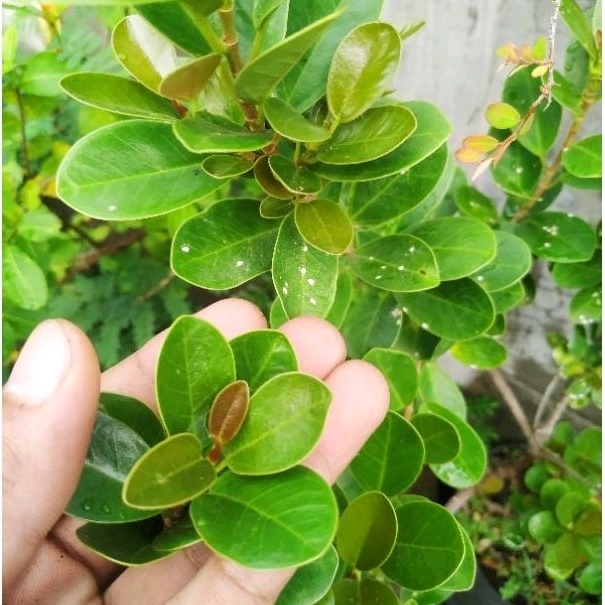 Bibit Beringin Dolar Mangkok Pucuk Merah / Ficus Red Bowl