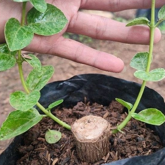 sancang varigata medium mame cangkok bahan bonsai