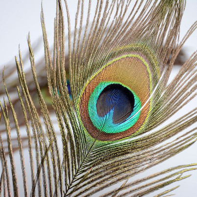 Peacock Feathers - Bulu Merak Artificial (5pcs)