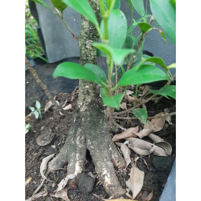 bahan bonsai kimeng mame program pecah batang