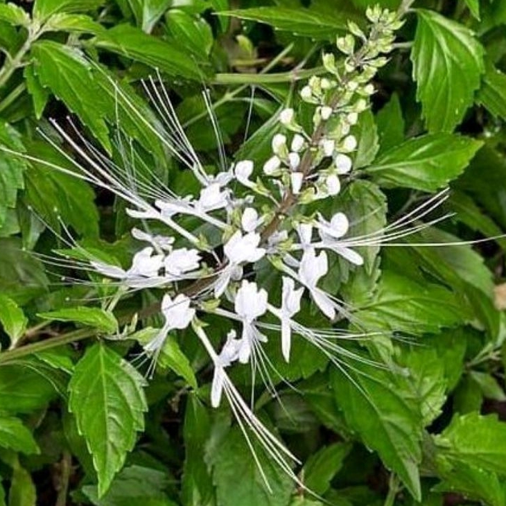 

Daun kumis Kucing Segar 500 gram - Organik