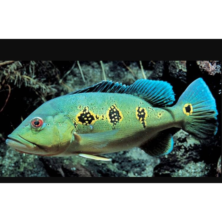 Pernak Pernik Aquarium Dan Hiasan Peacock Bass Orinoco