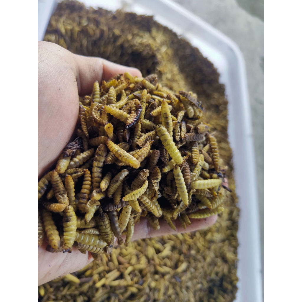 Magot Bsf Kering - Maggot Bsf Kering Super GRADE B 1 KG