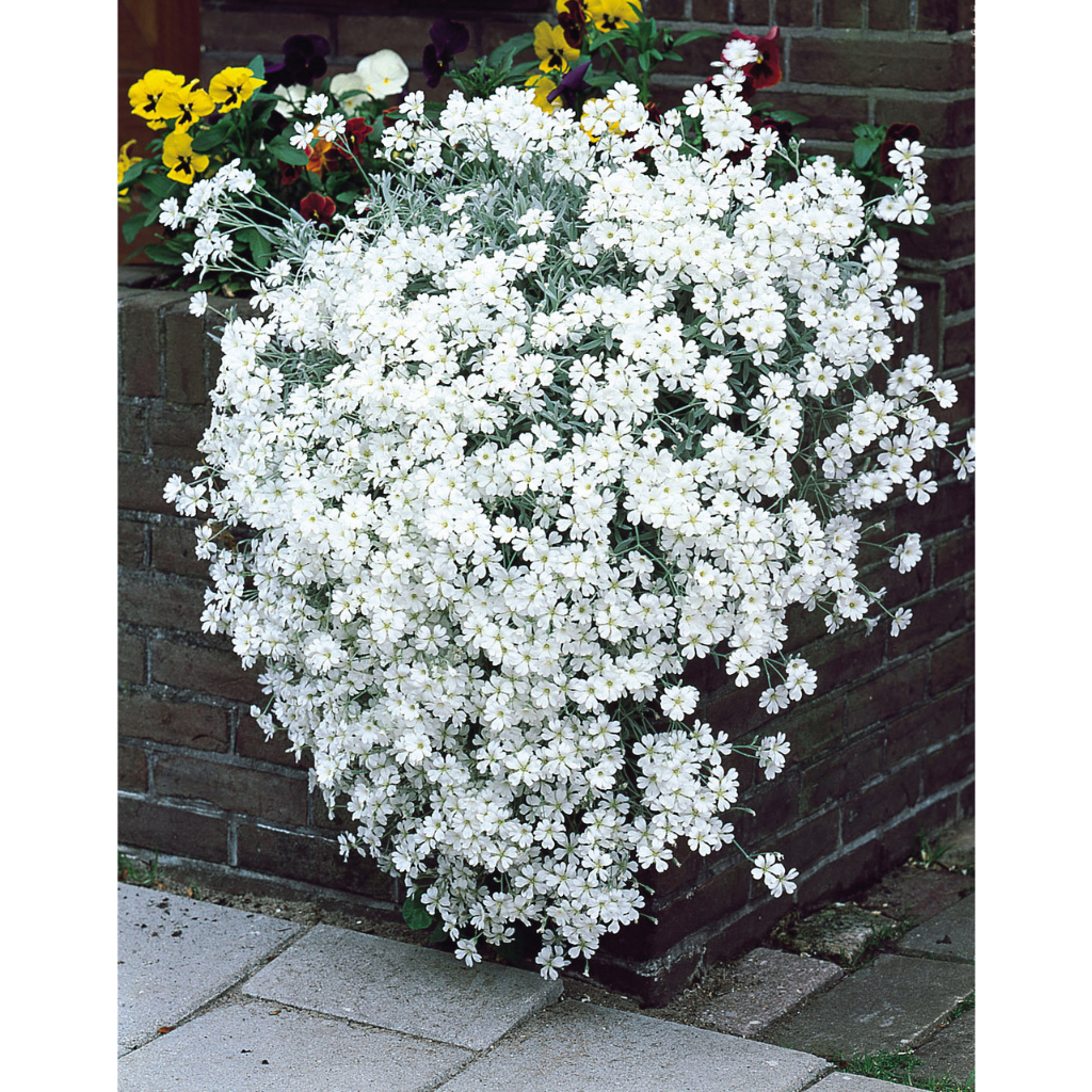 Benih Bibit Biji - Bunga Snow In Summer Cerastium tomentosum Penutup Tanah Creeping Flower Seeds - IMPORT