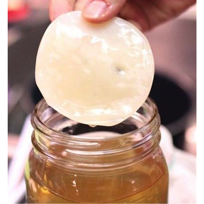 

Scoby Kombucha ukuran 10 cm