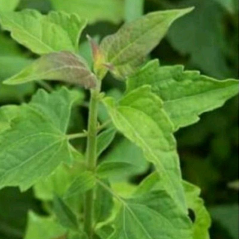 

500 gram daun kirinyuh segar