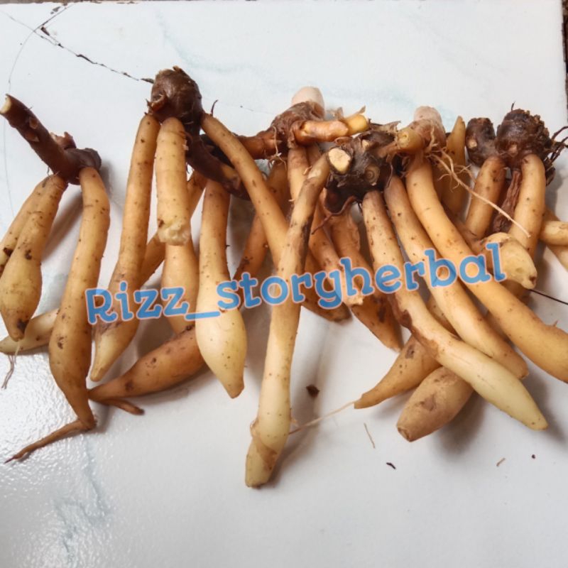 

temu kunci segar fresh 100 gram