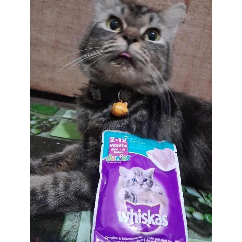 whiskas junior 2 sampai 12 bulan