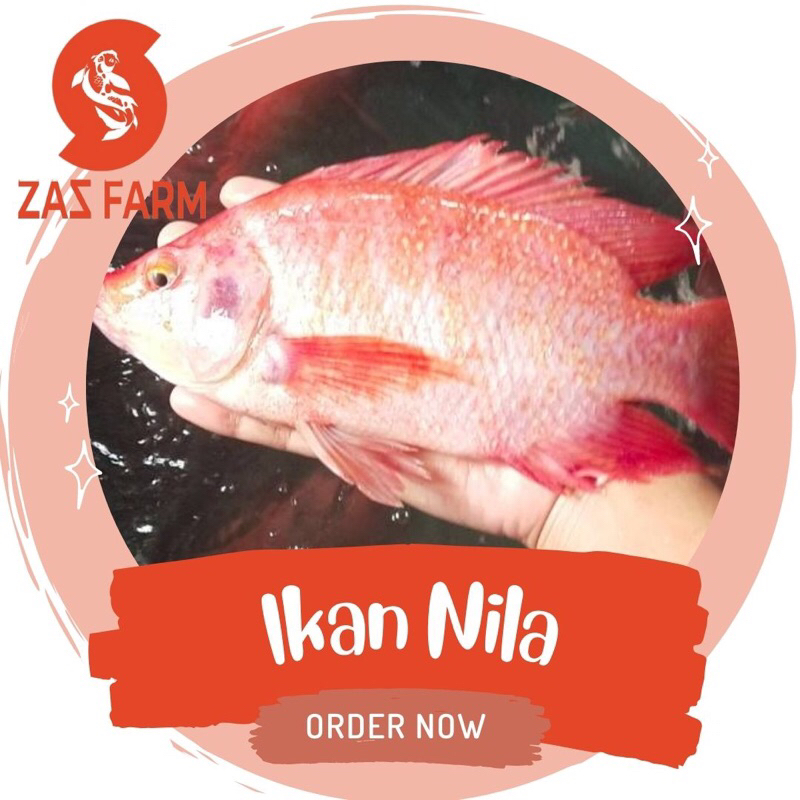 

Ikan Nila segar